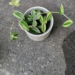 Succulents Mix