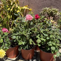 Rose Plants 