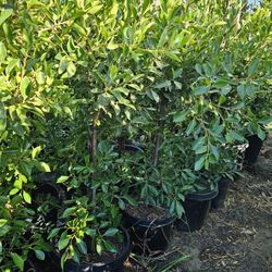 Indian Laurel