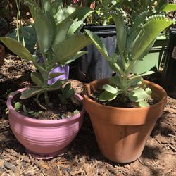Kalanchoe Mother of Thousands Plant
