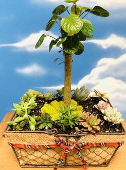 Succulent in a basquet natural white small tree.