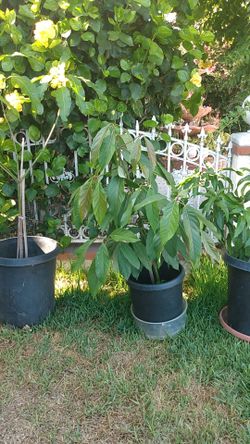 Plants of avocado and Malia mangos