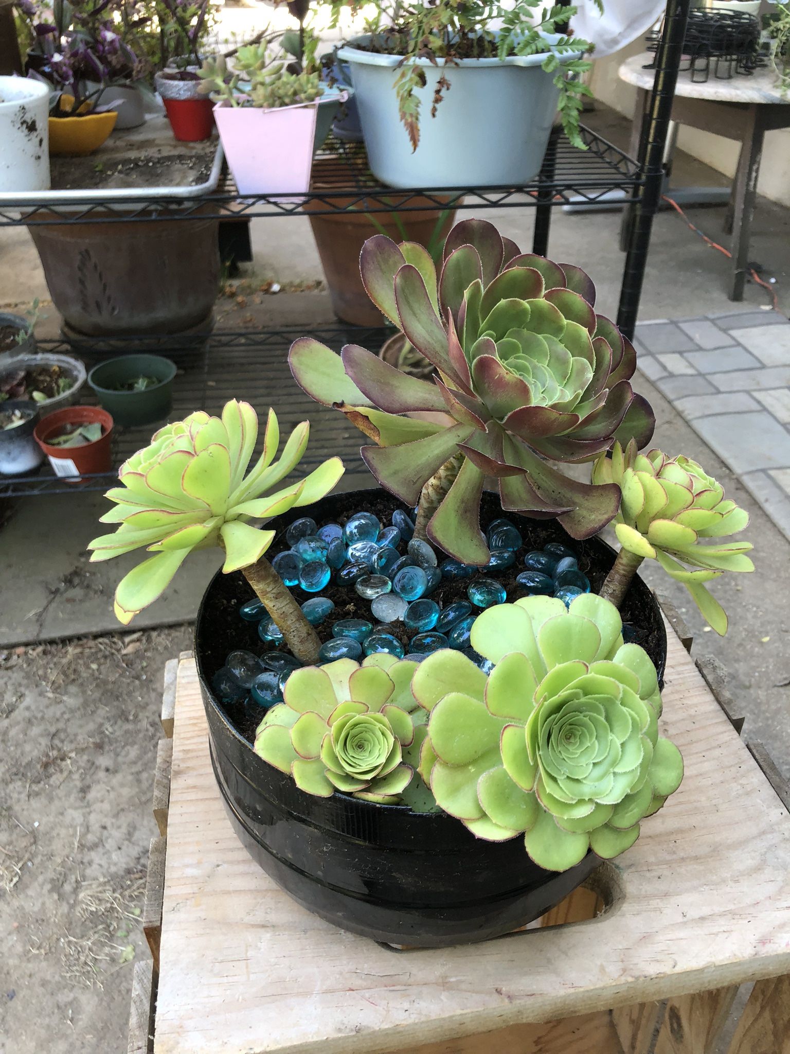 Plant Sale $5 Each Nicely Potted At Kevin’s Creations In Land Park Accepting Cash App Zelle And Cash See Details 
