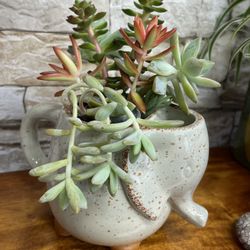 Cute succulents Arrangement In Elephant Pot 4"H.