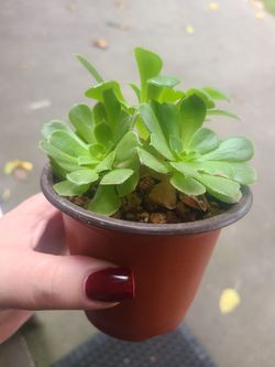 Small Succulent Plant in Pot