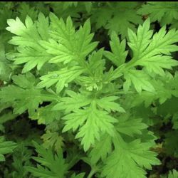organic Artemisia vulgaris Mugwort - Cay Ngai Cuu -艾葉 health rooted plants