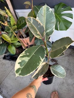 Rubber Tree Ficus Tineke
