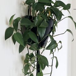 Jade Pathos +hook & rop