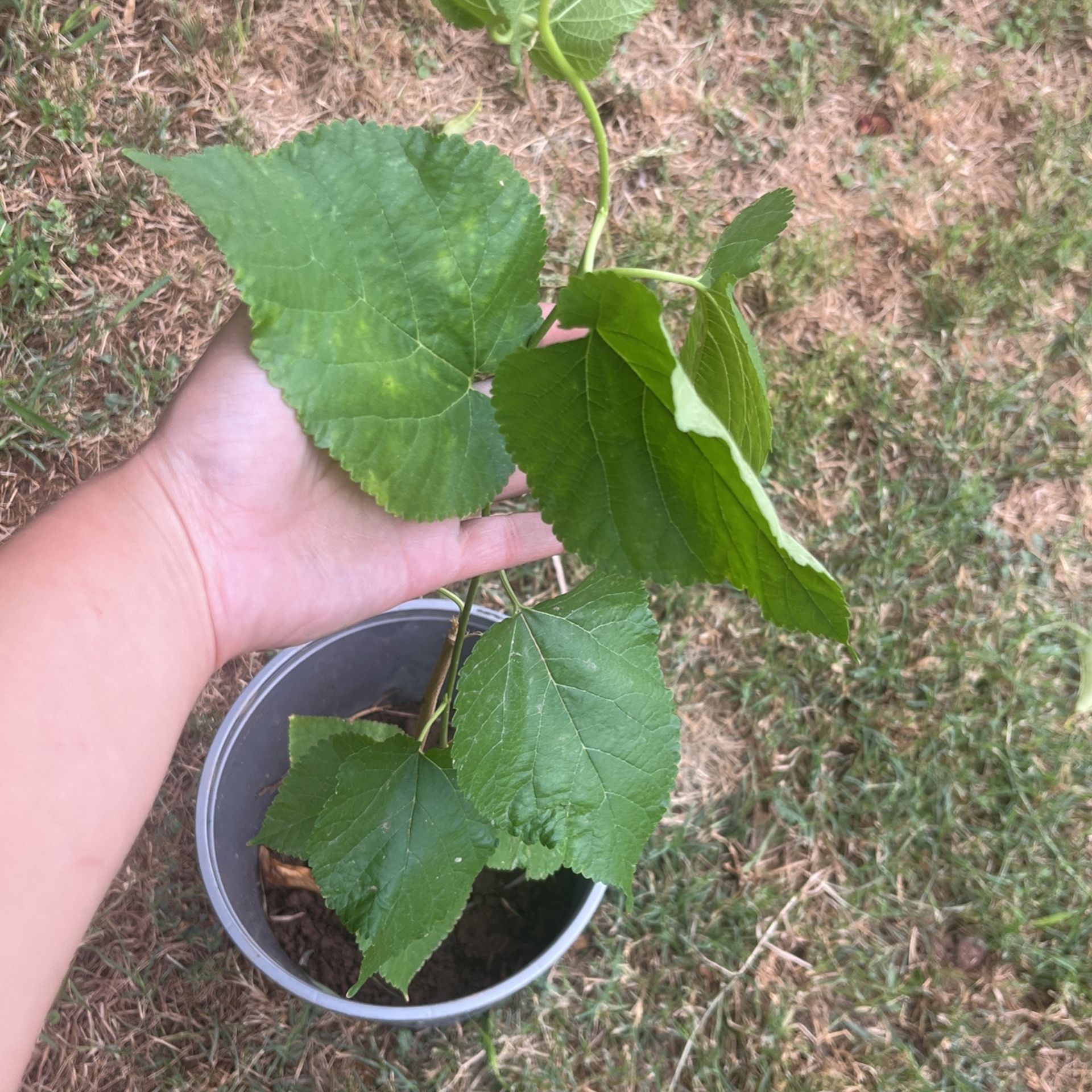 Mulberry Tree for Sale in Phoenix, AZ OfferUp
