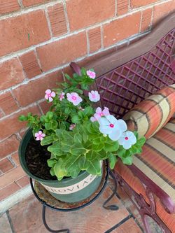 Pink White Green Flowers Floral Plants