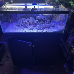 20g reef setup