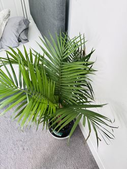 Live Green Majesty Palm Plant  