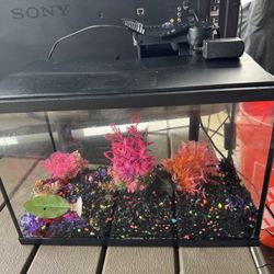 5 Gallon Fish Tank