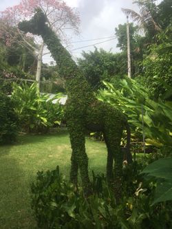 Topiary Jiraf