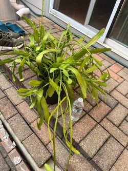 Plant