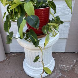 Gorgeous Philodendron Brasil 