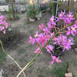 Rare Crucifix Orchids Epidendrum Ibagueuse Kunth
