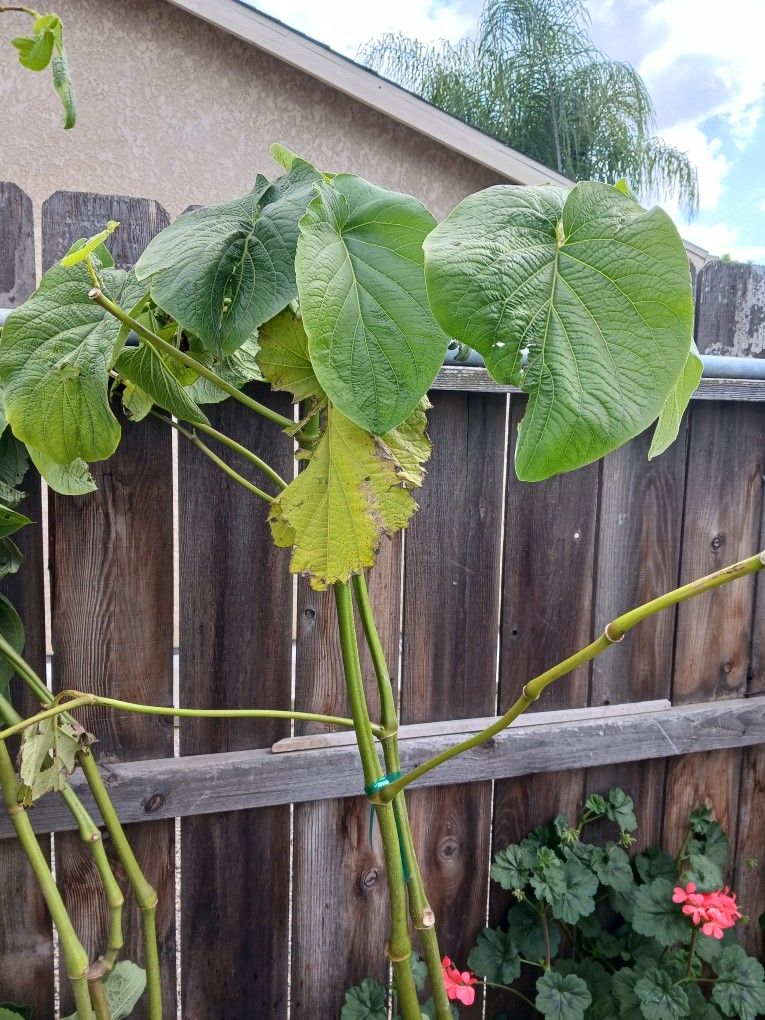 Pepperleaf Plant