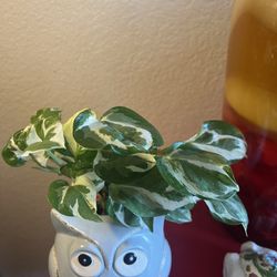 Beautiful Pothos N Joy