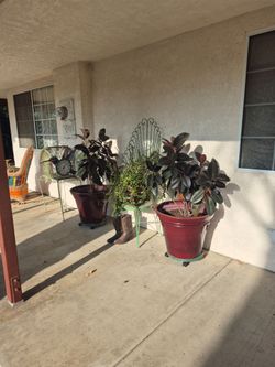 Rubber Plant, Large variegated!"