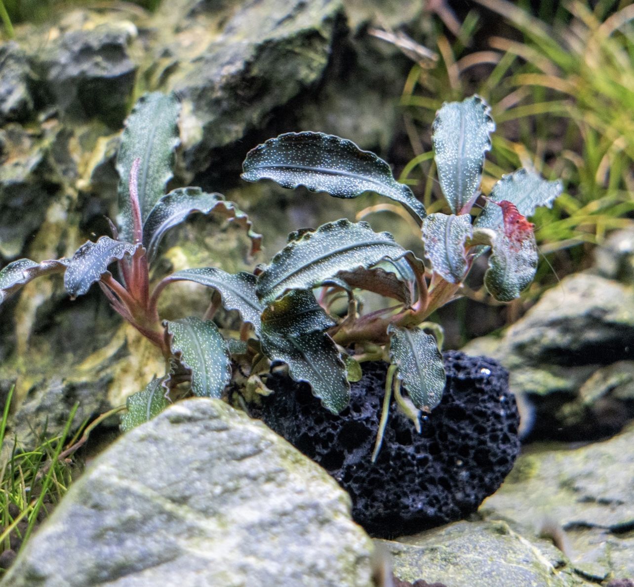 Bucephalandra Godzilla on Lava Stone (Farmed)