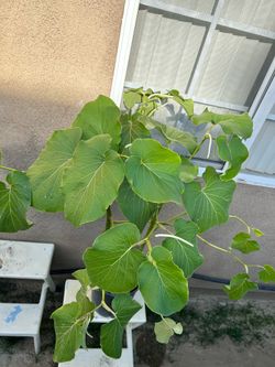 Hoja de Santa