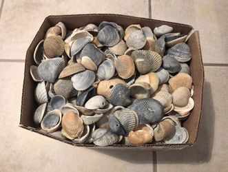 15Lbs Large Lot of Assorted Seashells from Florida Beaches