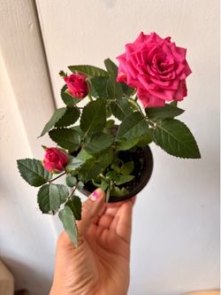 Mini rose plant