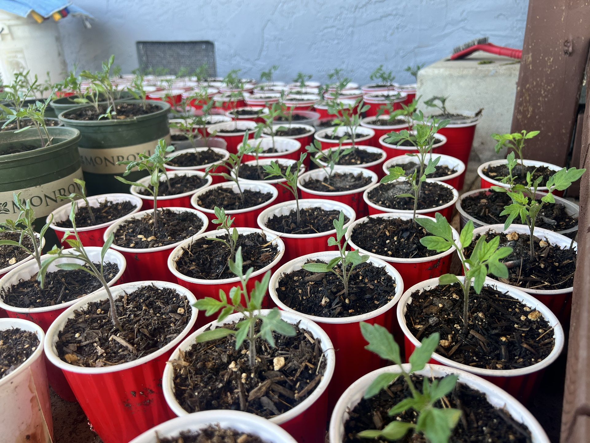 Tomato Plant