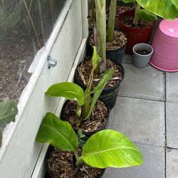 Homestead Banana Plant Pups Trees 