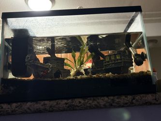 Fish Tank- Full Set Up