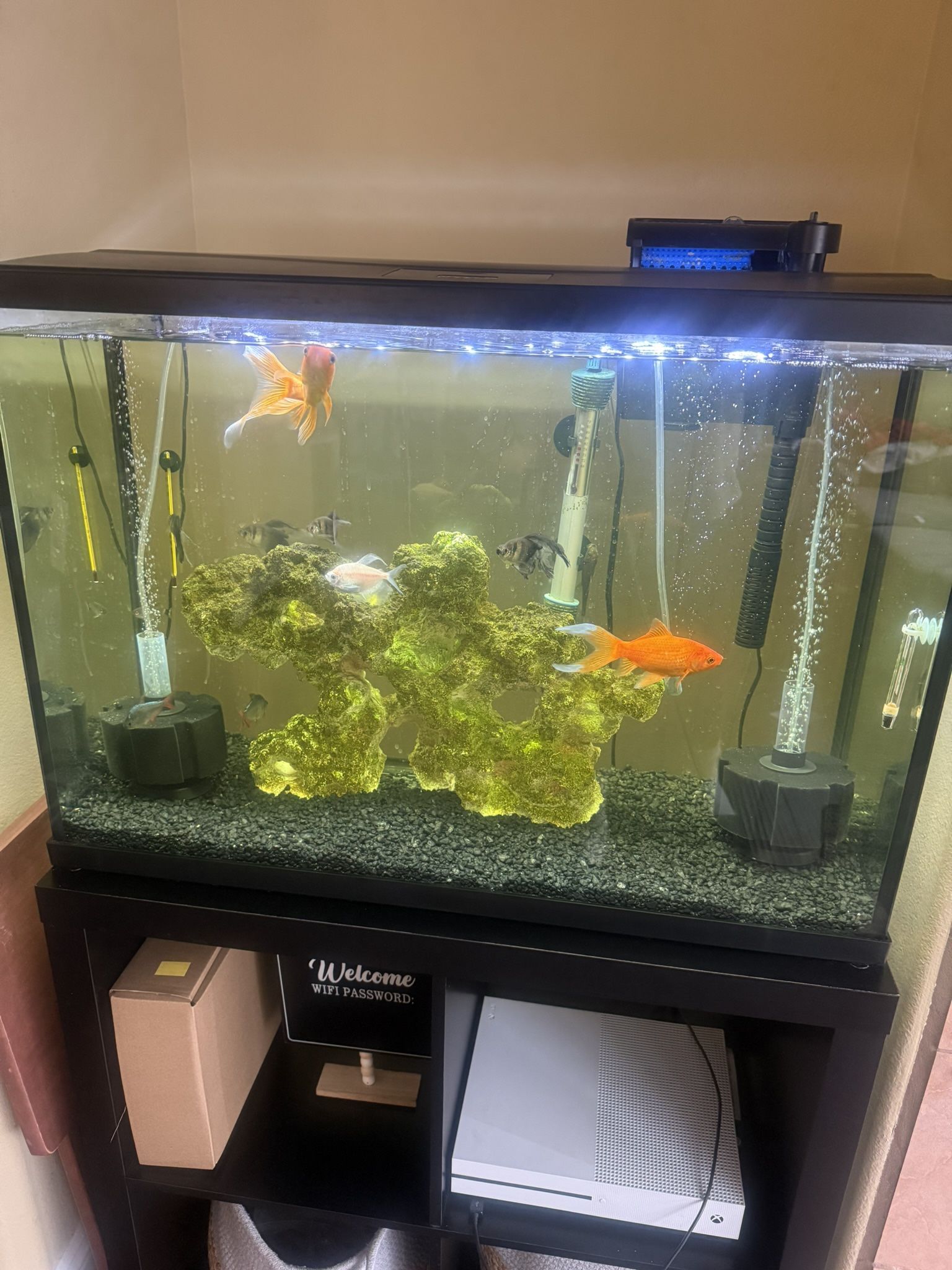 Fish Tank With Everything In It