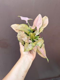 4” syngonium pink perfection