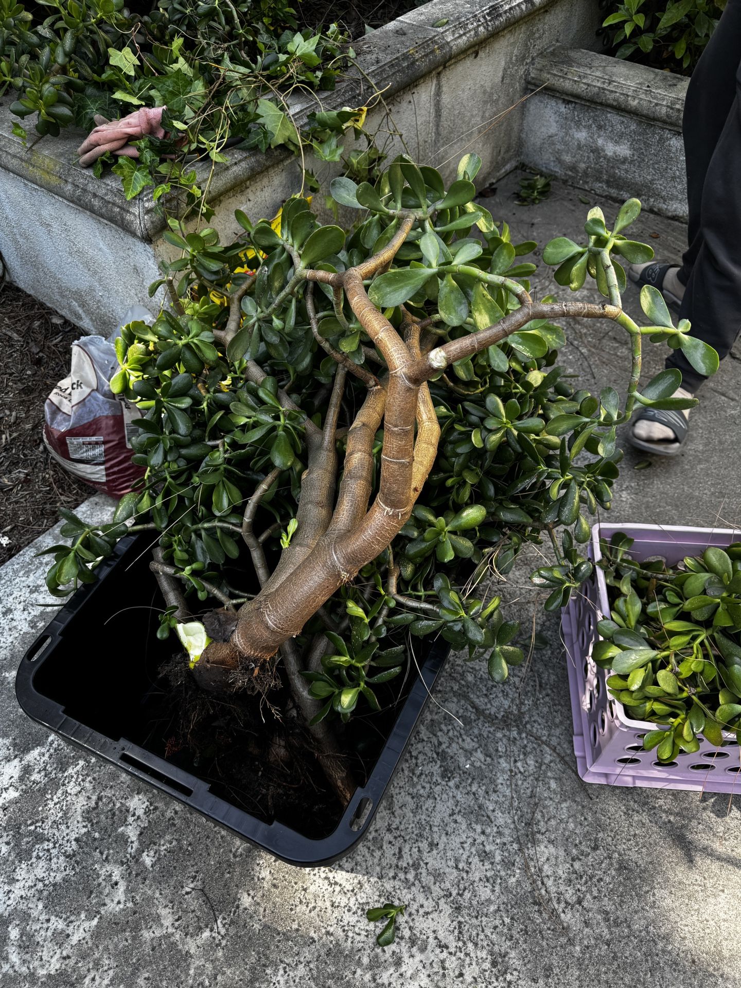 Free Succulents