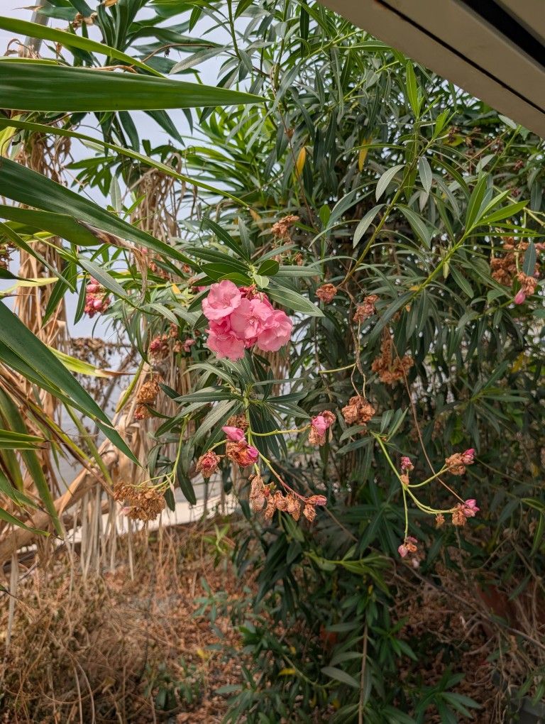 Oleander Bush