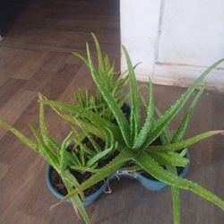 Aloe Vera Plants 