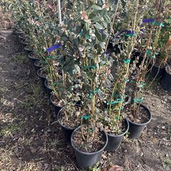 blueberries plant