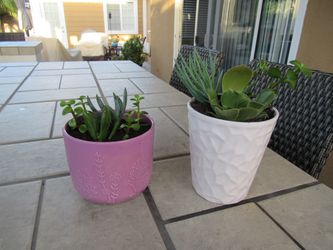Set Of Pink/Purple Color & White Pattern Garden Pots With Succulents