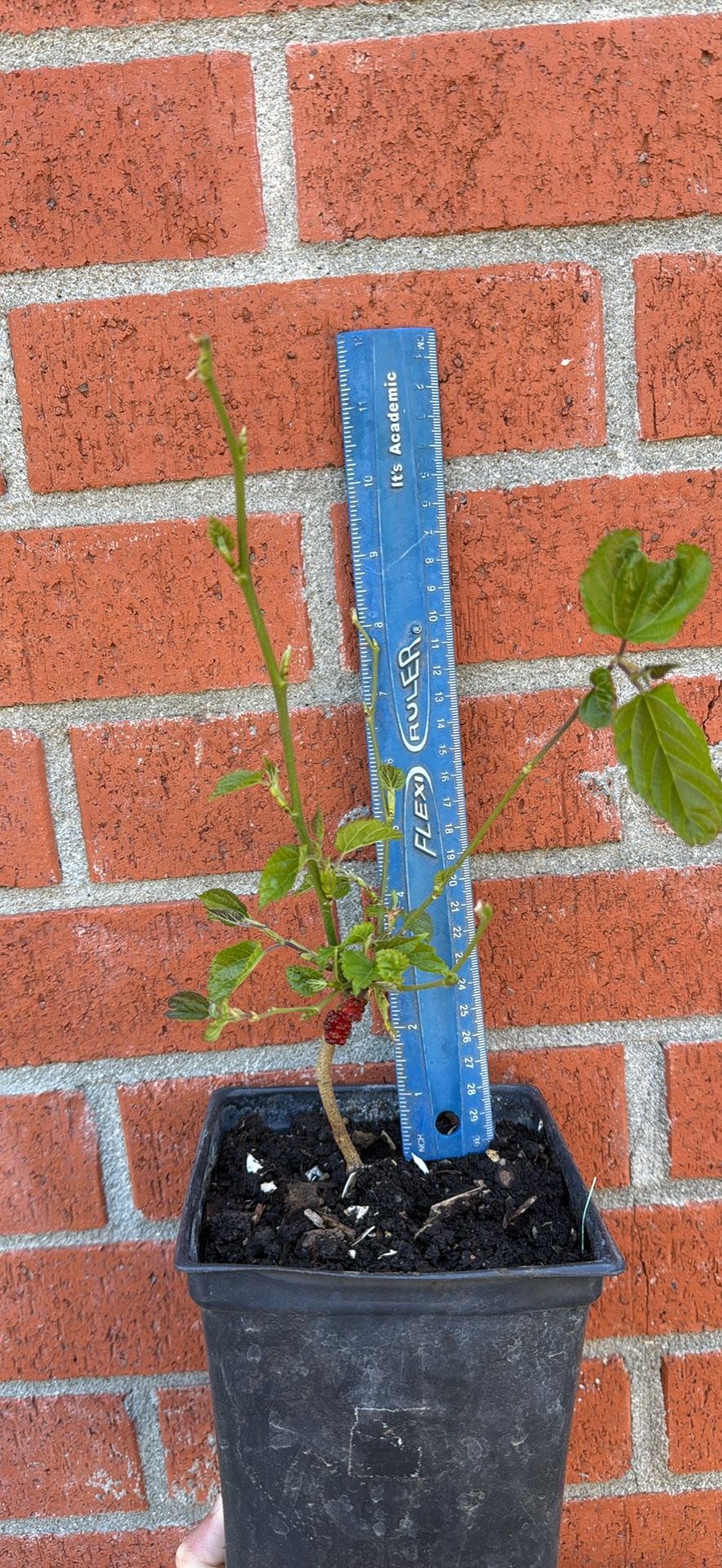 Taiwanese Mulberry Tree ( Short Fruit) 