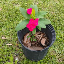 Crown Of Thorns Corona De Espinas Plant 