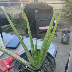 Aloe Vera