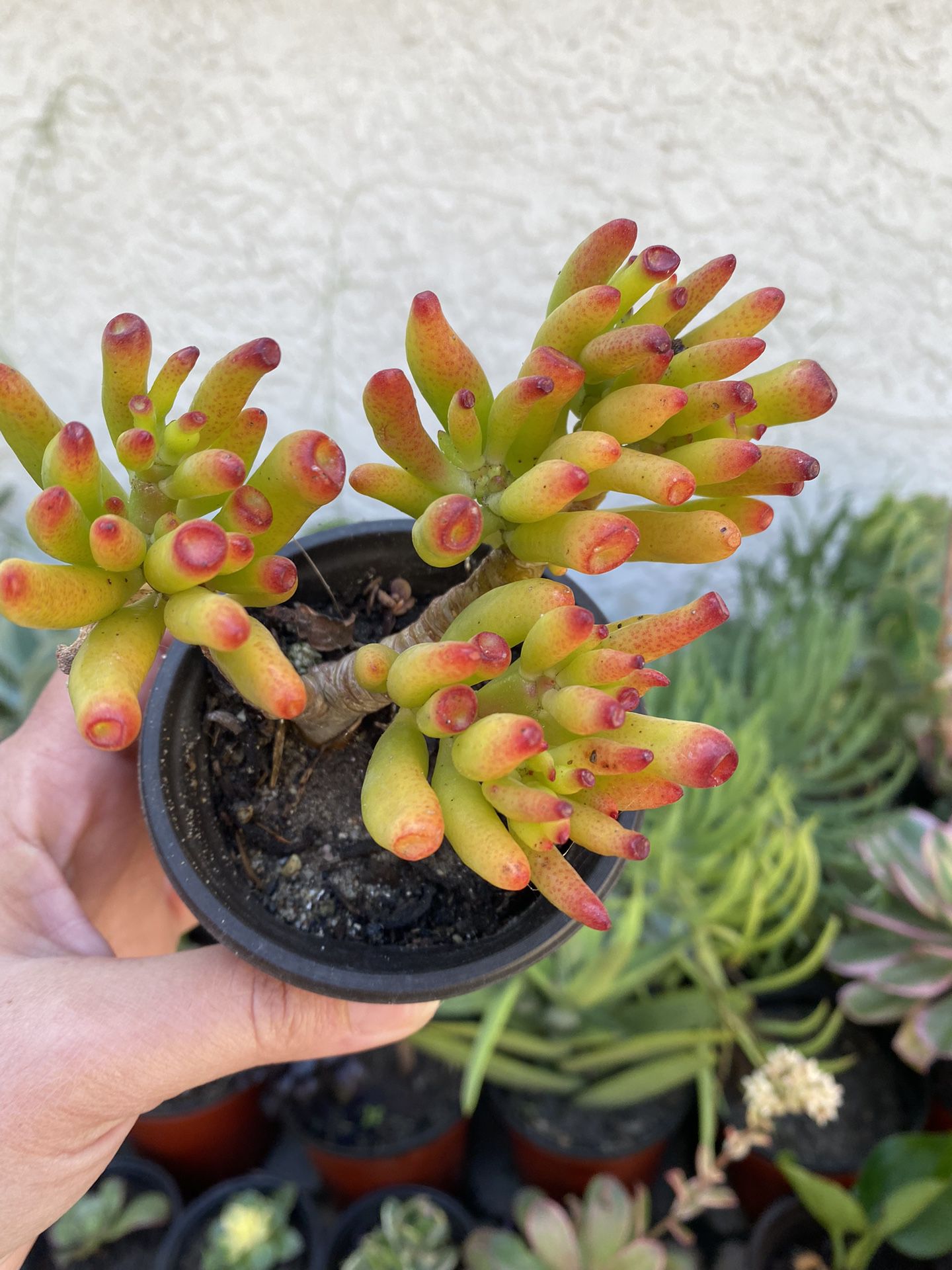 3 Inch Pot Succulent Plant - Jelly Beam Sedum Rubrotictum - rotted starter ready to plant 