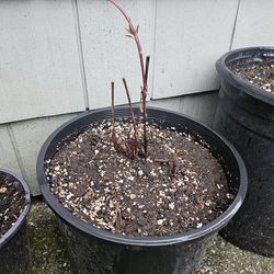 Garden Plant Clematis Warzawska Nike