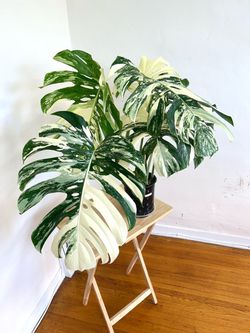 Huge Monstera Albo