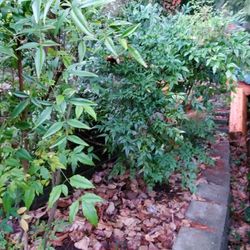 Misc . Landscape Plants And Trees For Sell