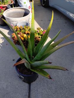Tengo ala venta varias macetas de sábila dela mejor aloe vera.. precio desde $35 dólares