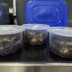 Grindal Worms