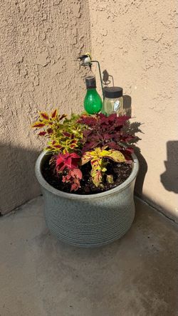 Coleus plant