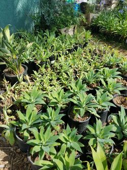 succulents