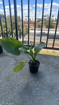 Elephant Ear Monstera